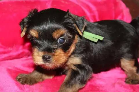 Yorkshire Terrier  Basile De La Villa Du Sieur Paoli 3221a photo 2