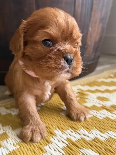 Cavalier King Charles Spaniel  Bella De La Cour De Mi 2cb85