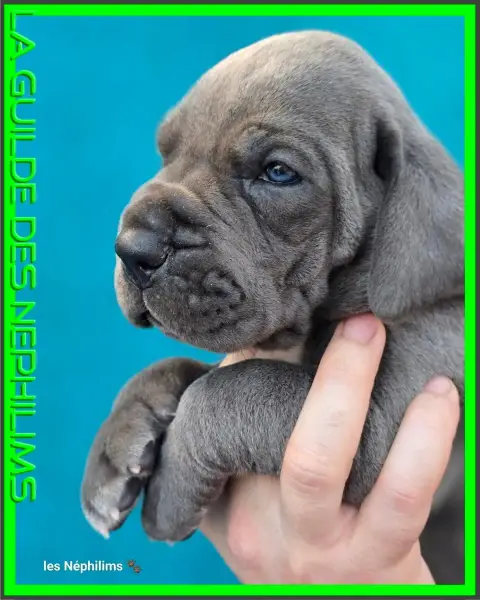 Dogue Allemand  Barneby For Ever De La Guilde Des Nép deb09
