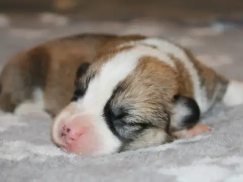 Welsh Corgi Pembroke  Chiot N°4 Du Clos D'Arlequin photo 3