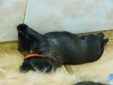 Adopter Leonberger  Beretta De La Ligne Bleue