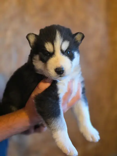 Siberian Husky  Chiot 1