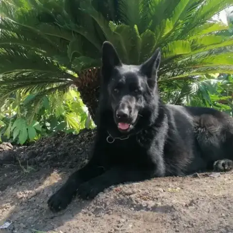 Chiots Berger Allemand Noir
