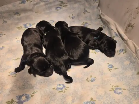 Labrador Retriever  Chiot 8 D'Aspe & D'Ossau