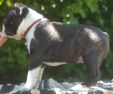 Boston Terrier  Basile De Sabbia Nera De Mondella photo 3