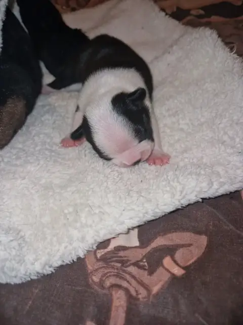 Boston Terrier  Billy La Patouille Des Forges