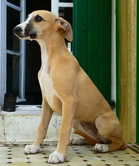 Whippet  Beyonce Du Castel Minervois photo 2