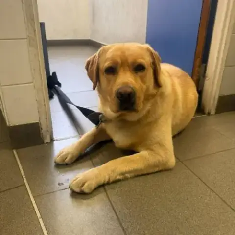 Simba Labrador