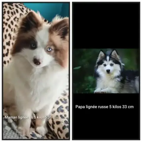 Pomsky F5 Micro Toys