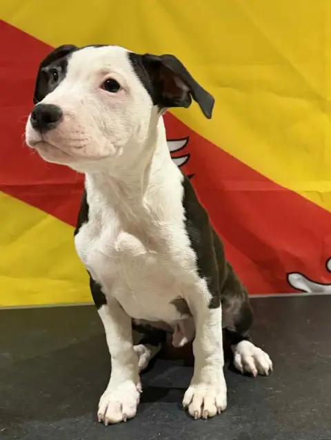 American Staffordshire Terrier  Al Pacino Des Dieux D a609e photo 2