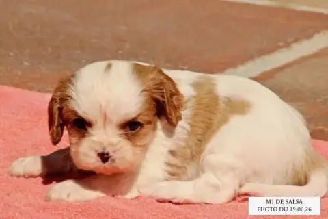 Cavalier King Charles Spaniel  Salsa M1 De La Bastide 20579