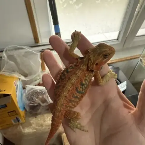 Pogona Red