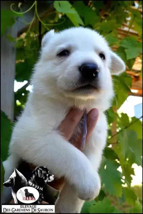 Berger Blanc Suisse