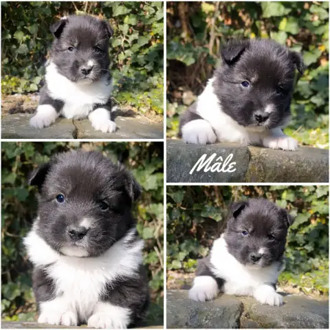 Laika De Iakoutie  Chiot N°1