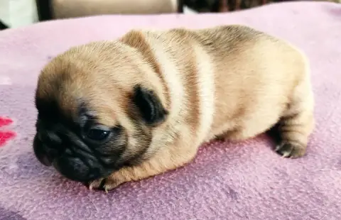 Bouledogue Français 
                        Bertille d88ef