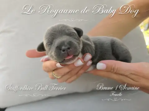 Staffordshire Bull Terrier  Brume Du Royaume De Baby  7f9f5