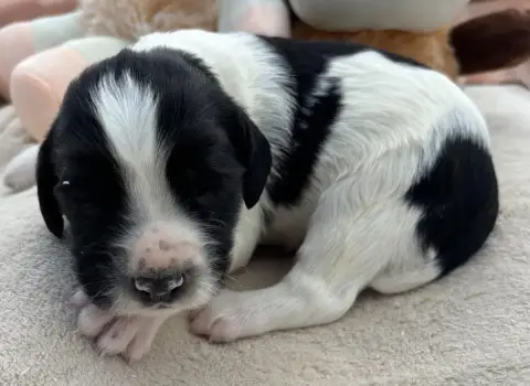 English Springer Spaniel  B....................... De a28a2 photo 2
