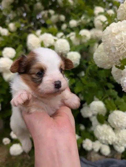 Epagneul Nain Continental (Papillon)  Chiot N°1 Des P 69093