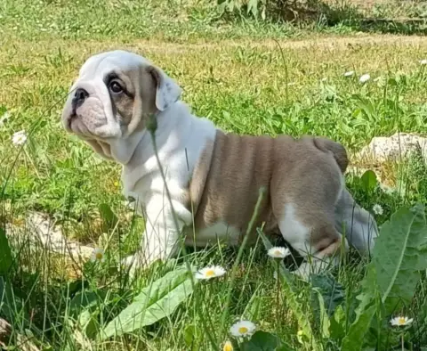 Bulldog Anglais  Chiot N°1 Mystic Legend