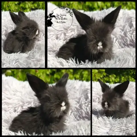 Bébés Lapins Teddywidder (Béliers Nains Angora)