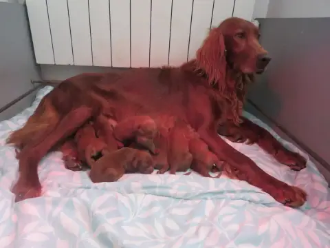 Setter Irlandais Rouge  Chiot 4 Des Bords Du Clain
