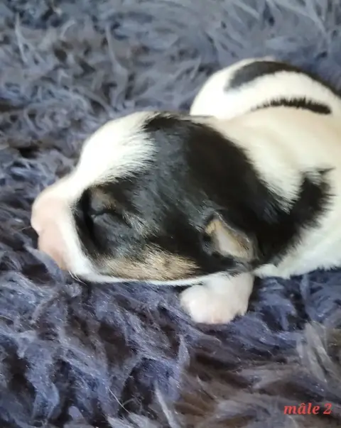 Jack Russell Terrier  Tricolore Du Bois De Lhu
