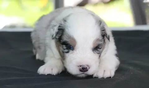 Berger Australien  Chiot N°6 De L'Orée Du Bois De La  6b732