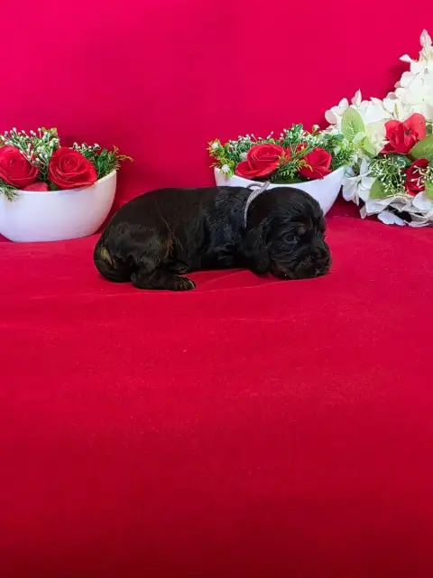 Cocker Spaniel Anglais  B........... Du Domaine De St 2ce5f photo 3