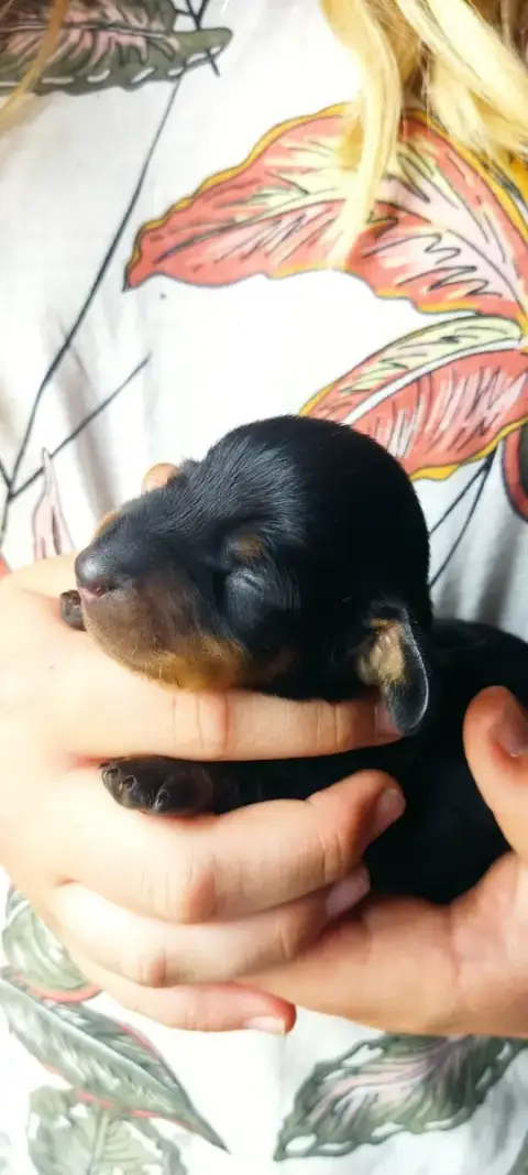 Adopter Teckel Poil Ras 
                        Nain Mâle Du ce45d