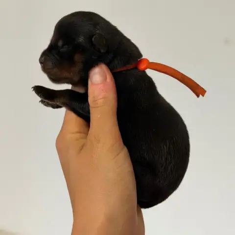 Rottweiler