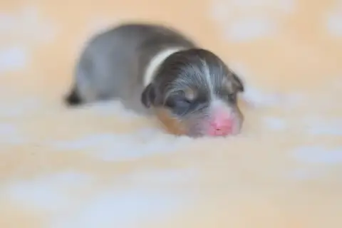 Berger Australien  Chiot 7 Roz Liammet photo 2