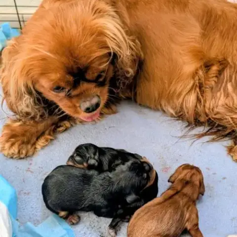 Chiot Cavalier King Charles Lof À Vendre