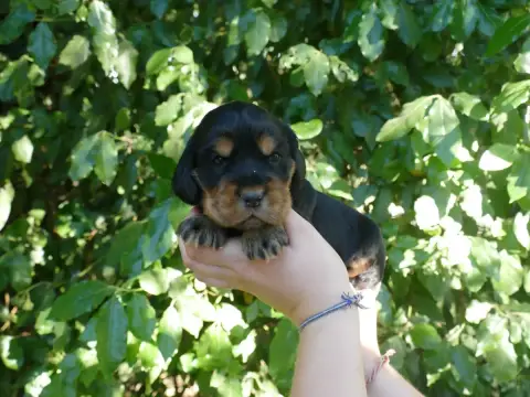 Cocker Spaniel Anglais photo 2