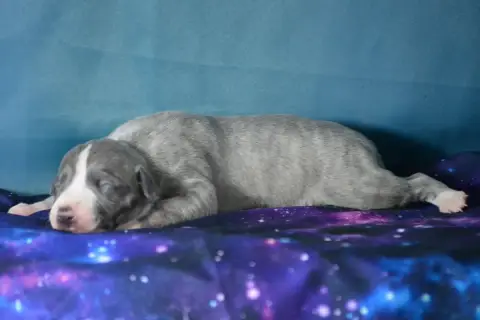 Whippet  Boo Du Coquelicot Bleu