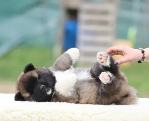 Akita Americain  Bamboleo De Daybreak Northern
