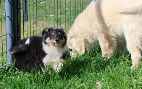Shetland Sheepdog  Chiot N°3 Du Royaume De La Petite  c3bcb photo 2