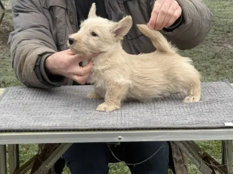 Scottish Terrier  Attila Gabéric'S