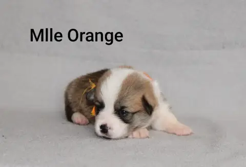 Adopter Welsh Corgi Pembroke 
                        Mlle Or d6d0c