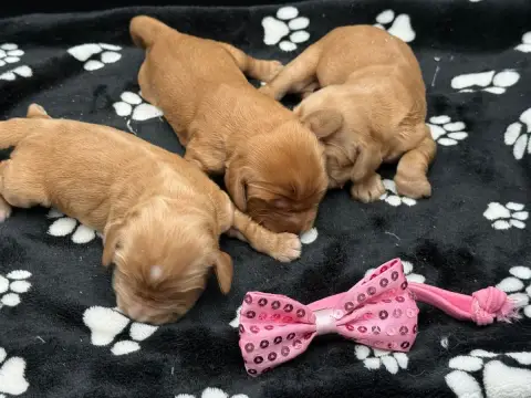 Cocker Spaniel Anglais  Chiot N°5 Des Joyaux Des Ki M c7bd0