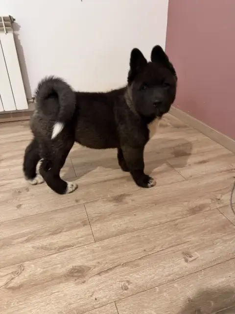 Akita Americain  Bane De La Légende Des Deux Loups