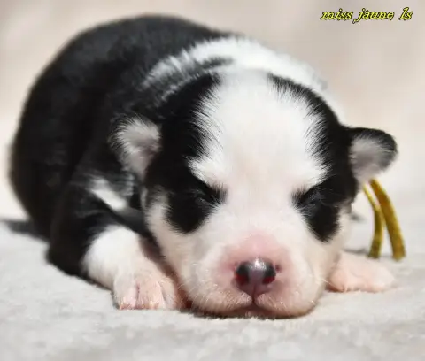 Laika De Iakoutie  Chiot 1 Des Legendes De Retz photo 3