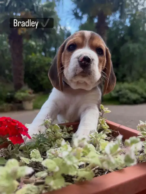 Beagle  Bradley De La Vignelais