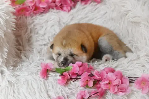 Akita  Chiot Collier Jaune Of Imperial Kitsune