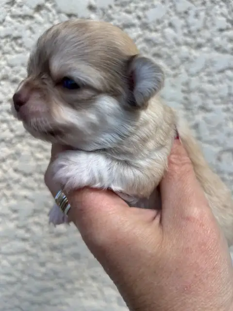 Chihuahua  Blewy Des Petits Trésors D'Angel