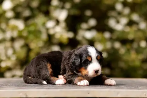 Bouvier Bernois  Chiot 10 De La Vallée De L'Hyrome photo 2