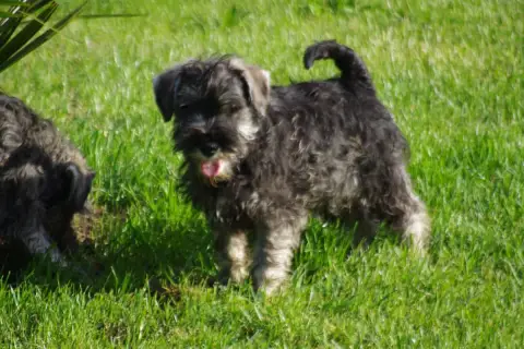 Schnauzer Miniature  Bach A L'Ouest Des Prés De L'Abb 7855e