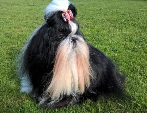 Shih Tzu  Chiot 1 Du Domaine Des Plaines D'Argent photo 3