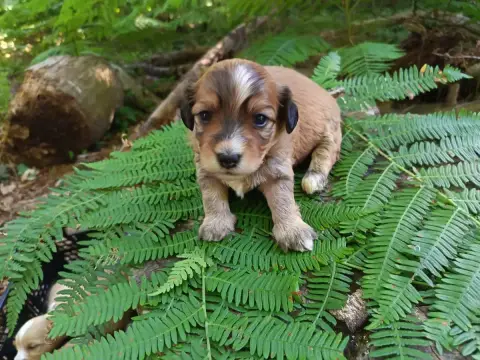 Bichon Havanais  Chiot N°4 Au Bonheur Des Canins photo 2