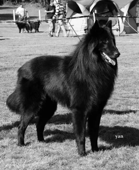 Berger Belge  Chiot N°8 Des Famonadyns photo 3