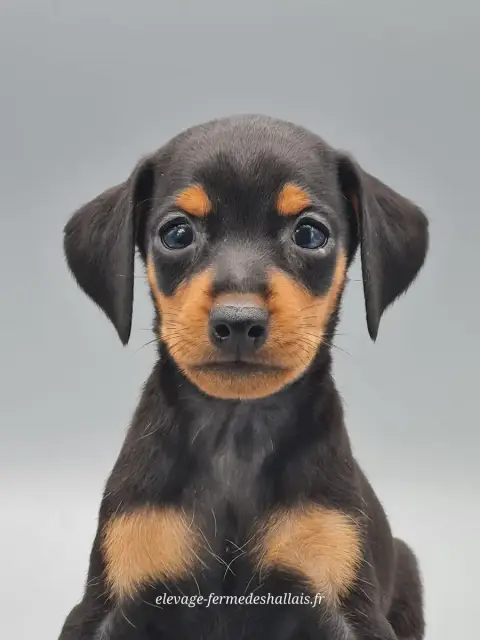 Pinscher Nain  Bunny Du Mont De La Chenaie